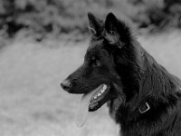 Onyx  es.: Karin Stadlin und Goofy Windler
